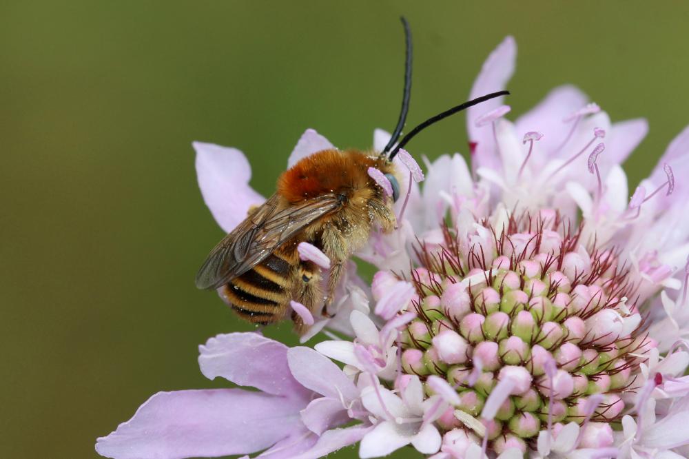 Le Eucère striée Tetraloniella strigata (Lepeletier, 1841)