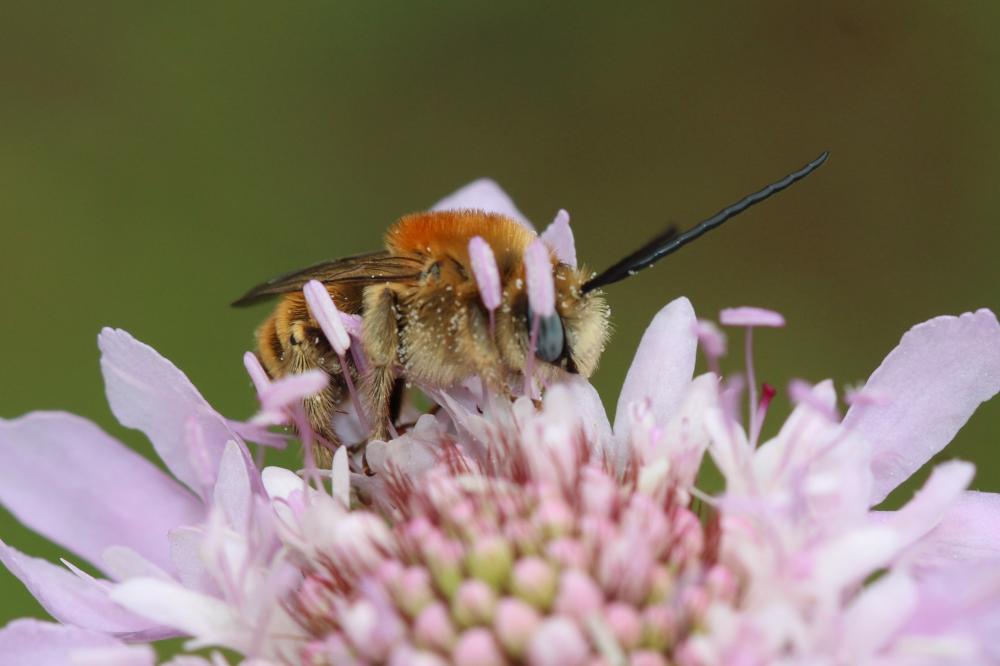 Le Eucère striée Tetraloniella strigata (Lepeletier, 1841)