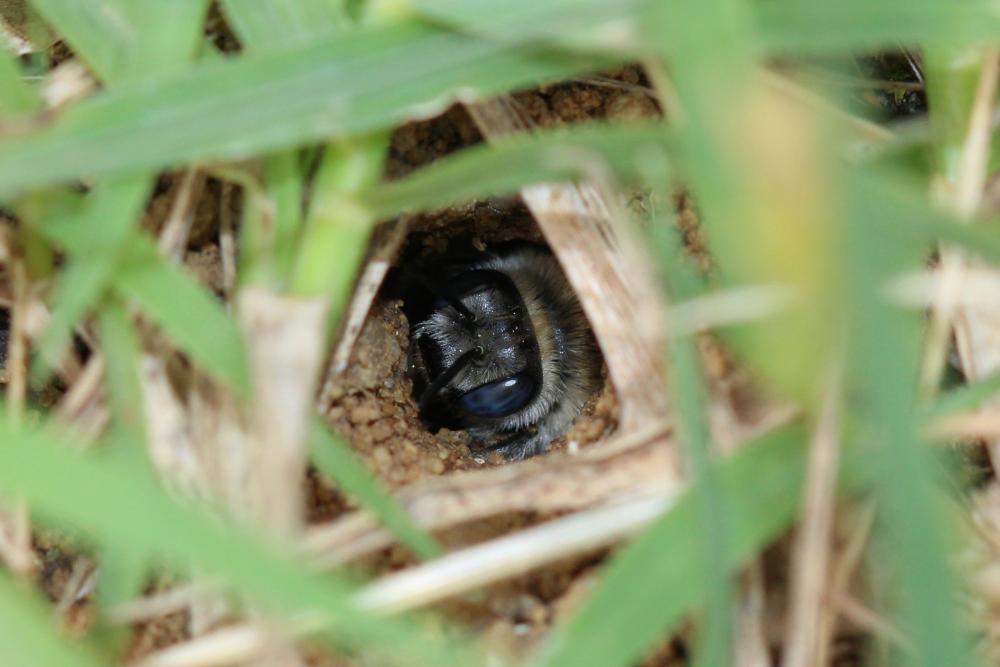 Eucère striée Tetraloniella strigata (Lepeletier, 1841)