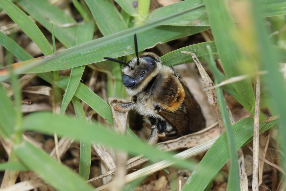 Le Eucère striée Tetraloniella strigata (Lepeletier, 1841)