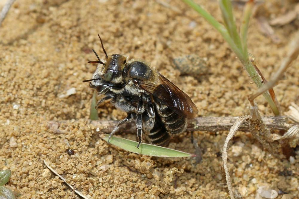 Le  sp. Hoplitis Klug, 1807 sp.