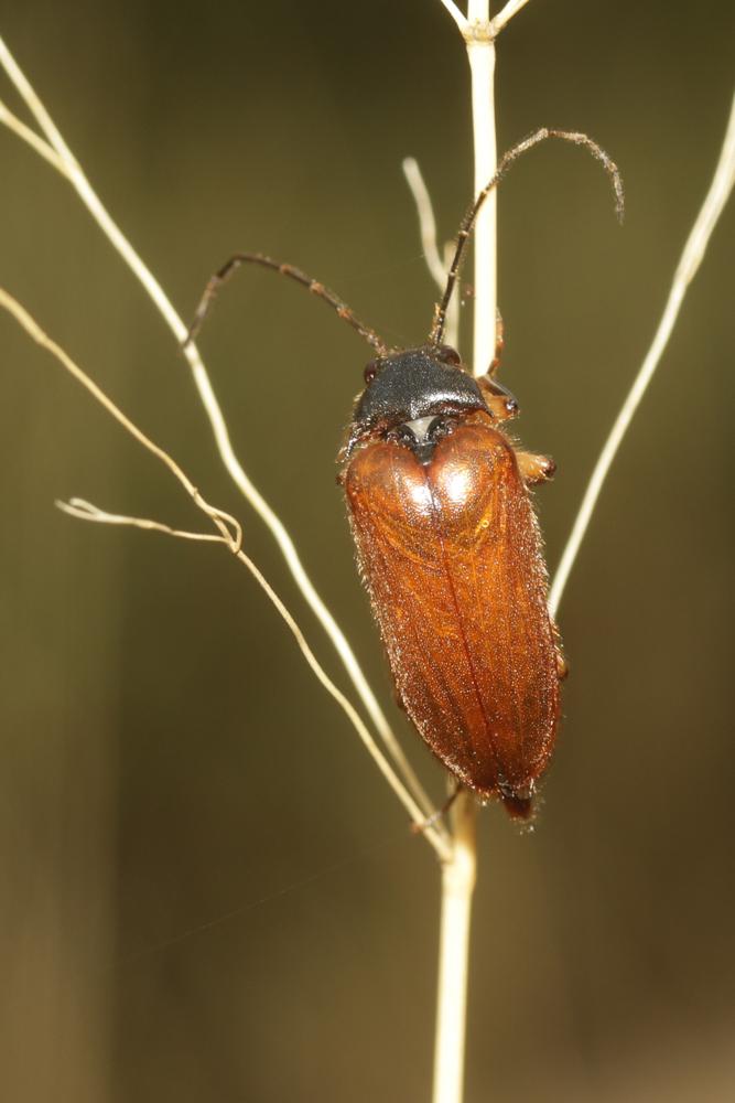  Cebrio gigas (Fabricius, 1787)