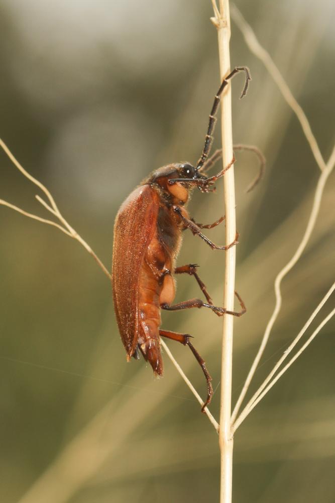  Cebrio gigas (Fabricius, 1787)