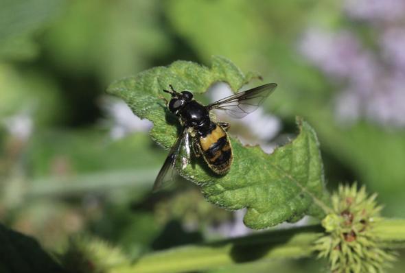 Le  sp. Pipiza Fallén, 1810 sp.