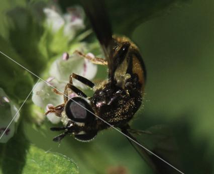 Le  sp. Pipiza Fallén, 1810 sp.