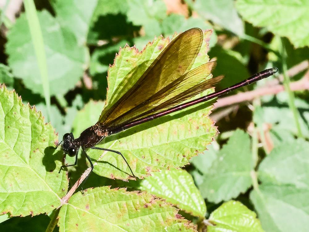 Caloptéryx hémorroïdal Calopteryx haemorrhoidalis (Vander Linden, 1825)