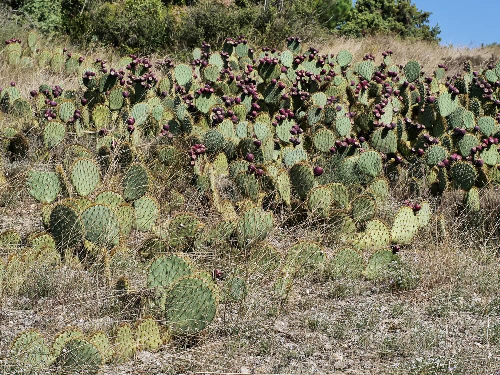 Figuier de Barbarie, Figuier d'Inde Opuntia ficus-indica (L.) Mill., 1768