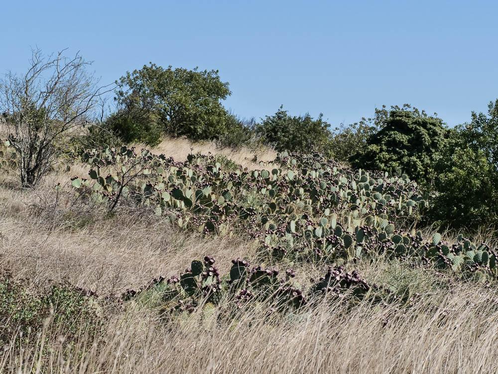 Figuier de Barbarie, Figuier d'Inde Opuntia ficus-indica (L.) Mill., 1768