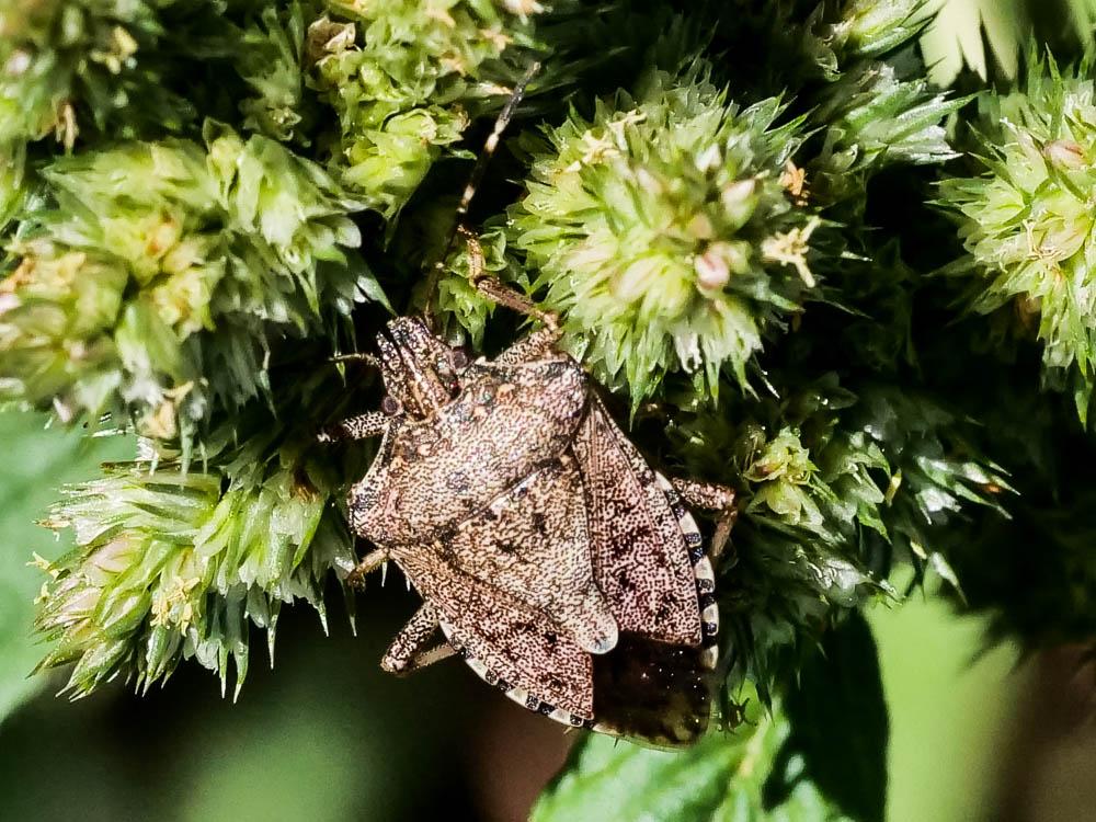 Punaise diabolique Halyomorpha halys (Stål, 1855)