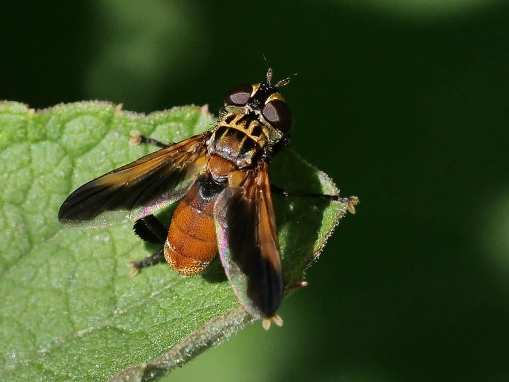  Trichopoda pennipes (Fabricius, 1781)