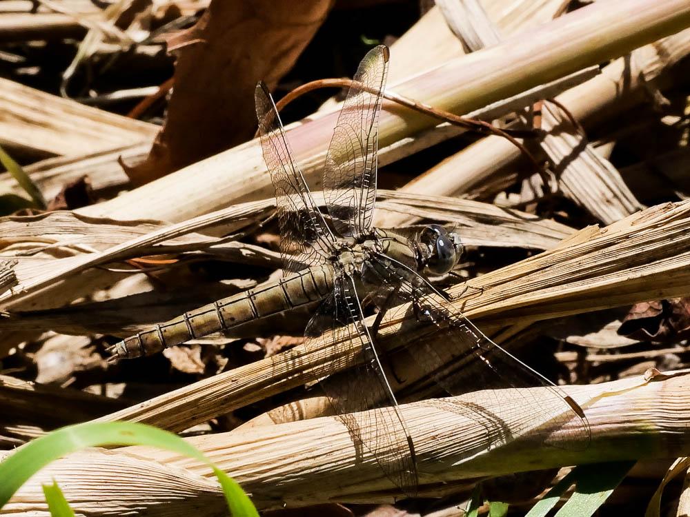 Orthétrum brun (L') Orthetrum brunneum (Boyer de Fonscolombe, 1837)