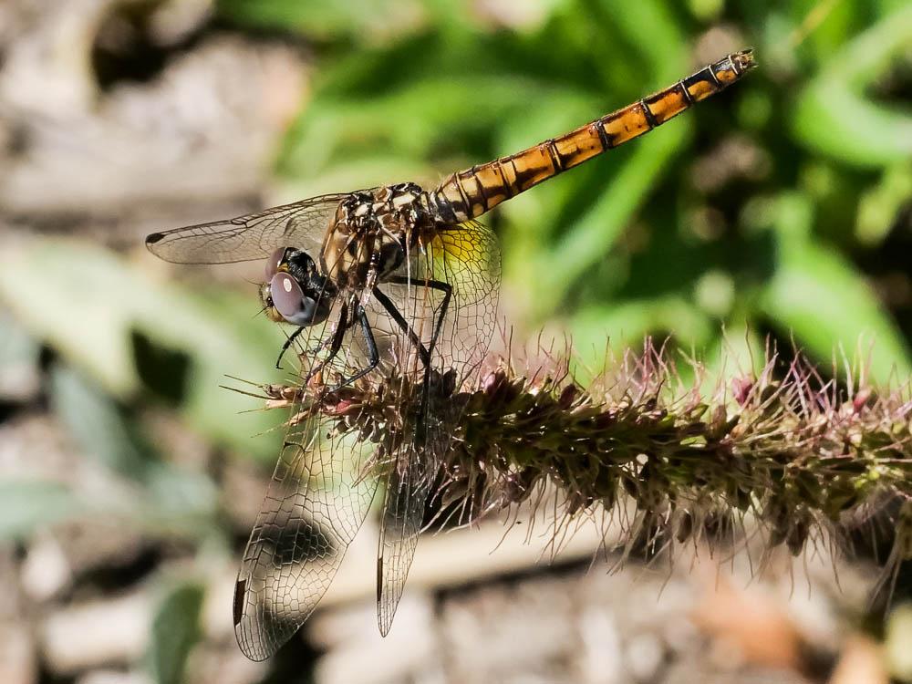 Le Trithémis annelé (Le) Trithemis annulata (Palisot de Beauvois, 1807)