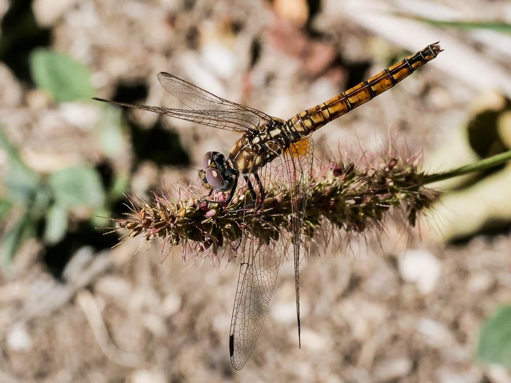 Le Trithémis annelé (Le) Trithemis annulata (Palisot de Beauvois, 1807)