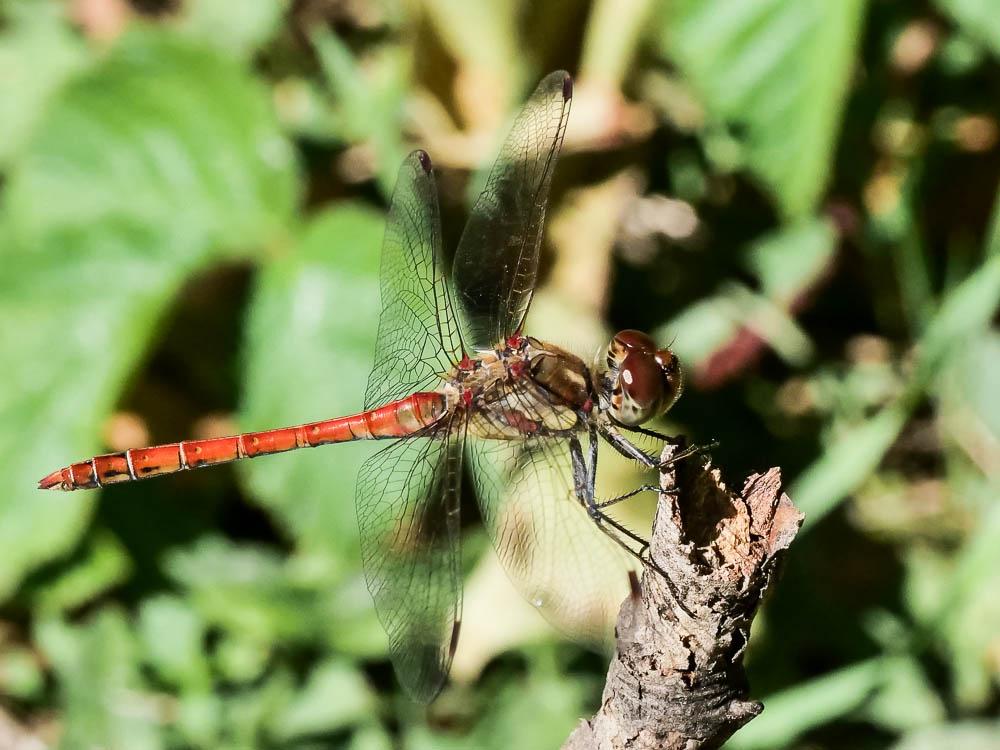 Sympétrum fascié (Le) Sympetrum striolatum (Charpentier, 1840)