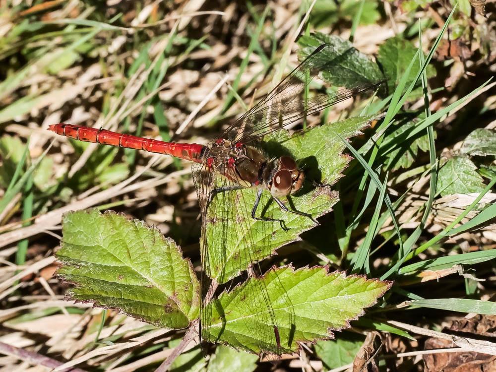 Le Sympétrum fascié (Le) Sympetrum striolatum (Charpentier, 1840)