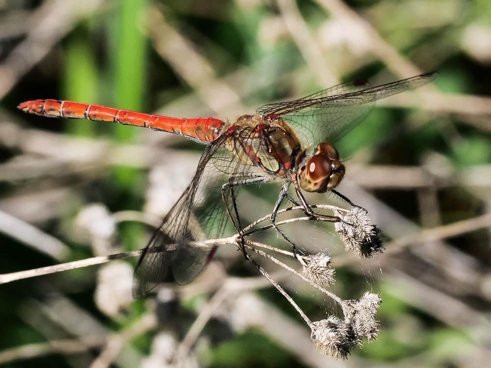 Sympétrum fascié (Le) Sympetrum striolatum (Charpentier, 1840)