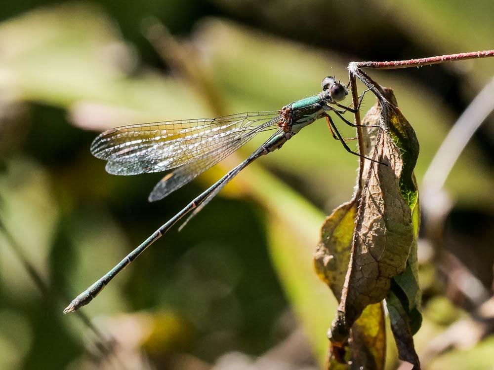 Le Leste vert Chalcolestes viridis (Vander Linden, 1825)