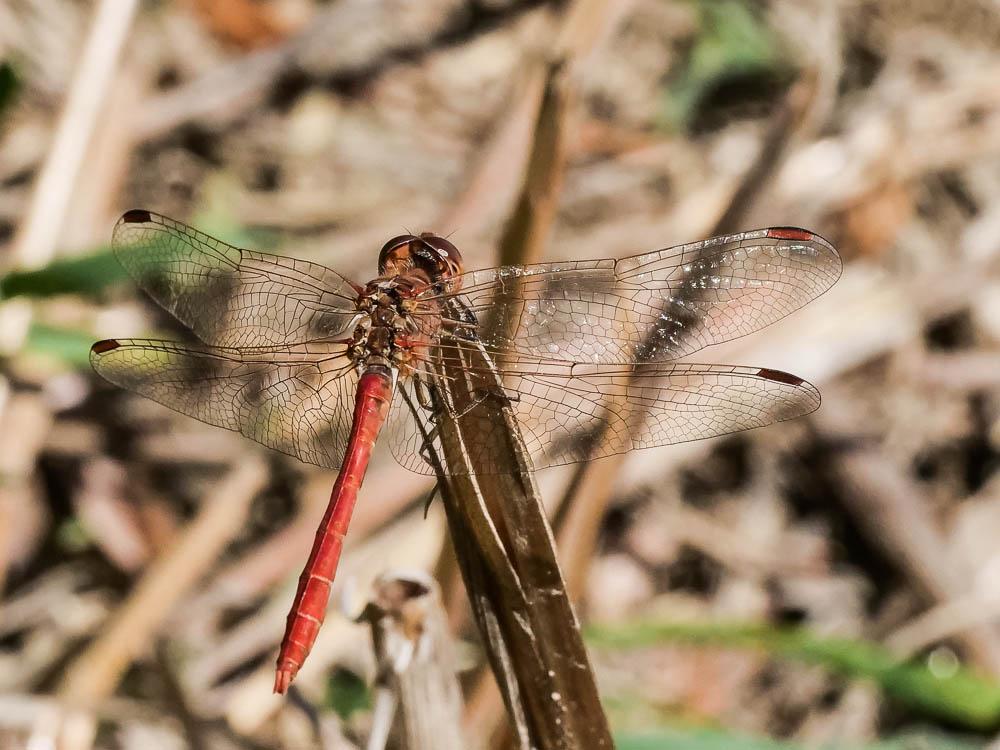 Sympétrum méridional (Le) Sympetrum meridionale (Selys, 1841)