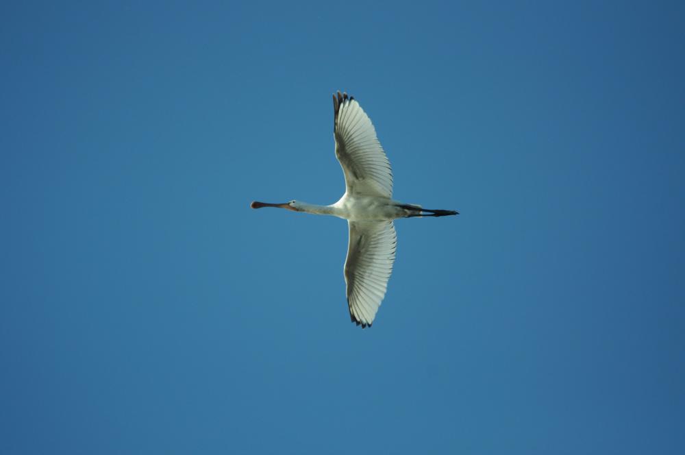 Spatule blanche Platalea leucorodia Linnaeus, 1758