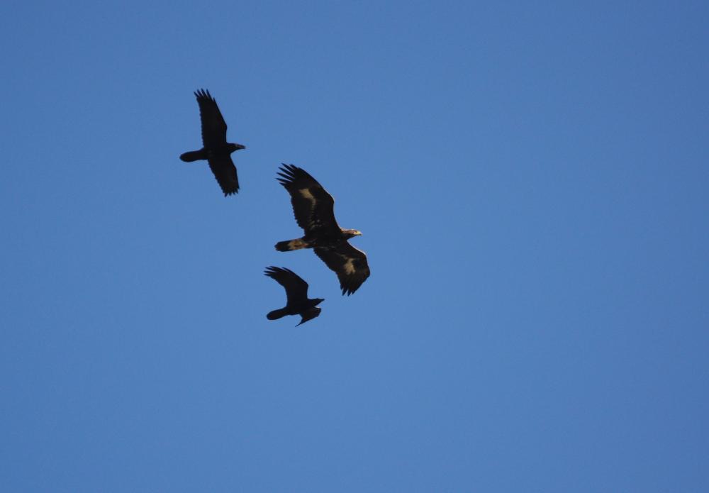 Aigle royal Aquila chrysaetos (Linnaeus, 1758)