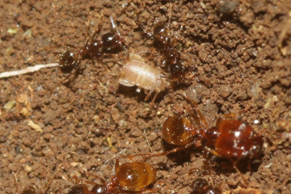 Le  sp. Myrmecophilus Berthold, 1827 sp.