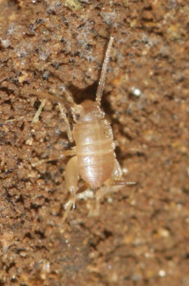 Le  sp. Myrmecophilus Berthold, 1827 sp.