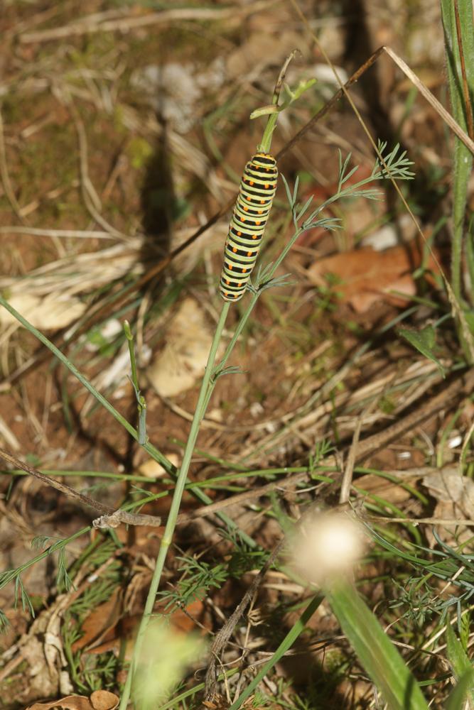 Le Machaon (Le), Grand Porte-Queue (Le) Papilio machaon Linnaeus, 1758