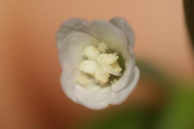 Épilobe à feuilles lancéolées Epilobium lanceolatum Sebast. & Mauri, 1818