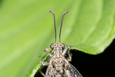 Fourmillion longicorne Distoleon tetragrammicus (Fabricius, 1798)