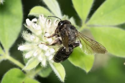  Andrena pilipes Fabricius, 1781