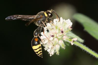  Delta unguiculatum (Villers, 1789)