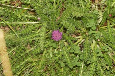 Cirse sans tige Cirsium acaulon (L.) Scop., 1769