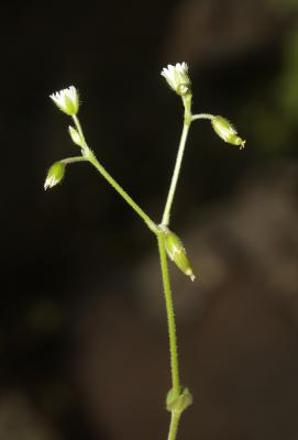 Céraiste commune Cerastium fontanum Baumg., 1816