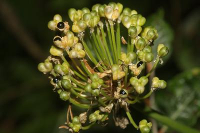 Ail victoriale, Herbe à neuf chemises, Ail de la S Allium victorialis L., 1753