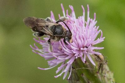  Macropis europaea Warncke, 1973