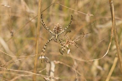  Argiope lobata (Pallas, 1772)