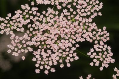 Grand boucage Pimpinella major (L.) Huds., 1762