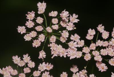 Grand boucage Pimpinella major (L.) Huds., 1762