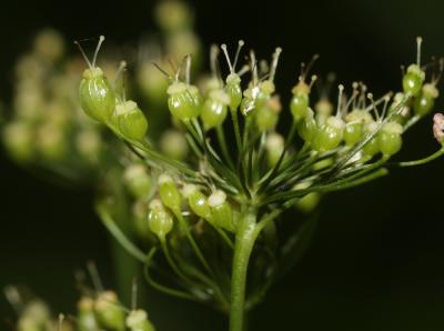 Grand boucage Pimpinella major (L.) Huds., 1762