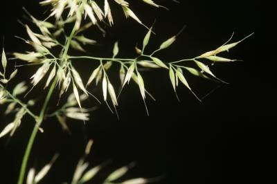 Calamagrostide faux-roseau, Roseau des montagnes Calamagrostis arundinacea (L.) Roth, 1788