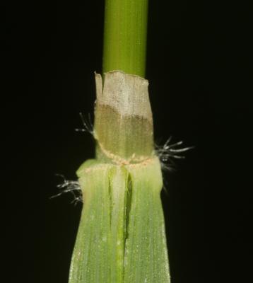 Calamagrostide faux-roseau, Roseau des montagnes Calamagrostis arundinacea (L.) Roth, 1788