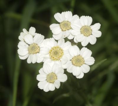 Achillée sternutatoire, Herbe à éternuer, Achillée Achillea ptarmica L., 1753