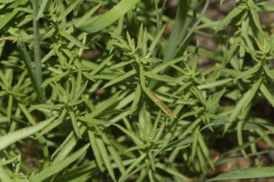 Achillée sternutatoire, Herbe à éternuer, Achillée Achillea ptarmica L., 1753