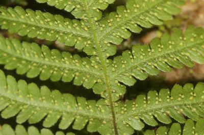 Polypode du hêtre, Phégoptéris à pinnules confluen Phegopteris connectilis (Michx.) Watt, 1867