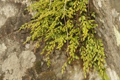 Doradille de Breyne, Doradille à feuilles alternes Asplenium x alternifolium Wulfen, 1781