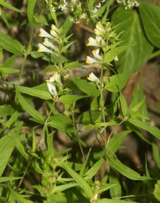 Mélampyre des prés Melampyrum pratense L., 1753