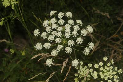 Persil des montagnes, Persil de cerf Oreoselinum nigrum Delarbre, 1800