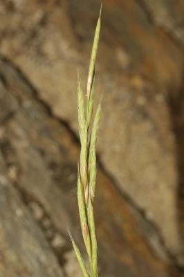 Brachypode penné Brachypodium pinnatum (L.) P.Beauv., 1812