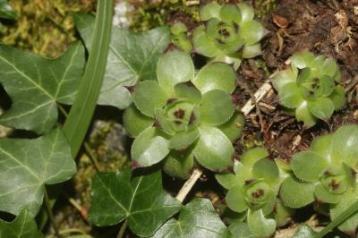 Joubarbe des toits, Grande joubarbe Sempervivum tectorum L., 1753