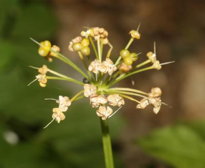 Ail des ours, Ail à larges feuilles Allium ursinum L., 1753